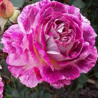 Фотка пионовидных роз кустов для скачивания в jpg