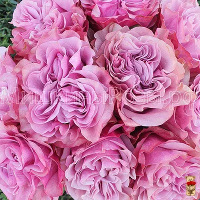 Удивительные изображения пионовидных роз в формате png