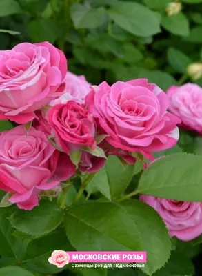 Незабываемые кусты пионовидных роз на странице с изображениями