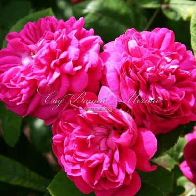 Фотки пионовидных роз различных размеров