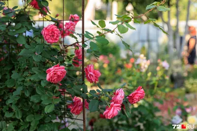 Прекрасные пионовидные розы на ярких фотоснимках