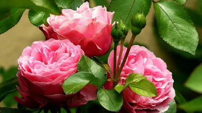 Оригинальные изображения пионовидных роз в формате webp