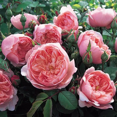 Прекрасные кусты пионовидных роз на странице Пионовидные розы