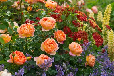 Фото кустов пионовидных роз разного размера