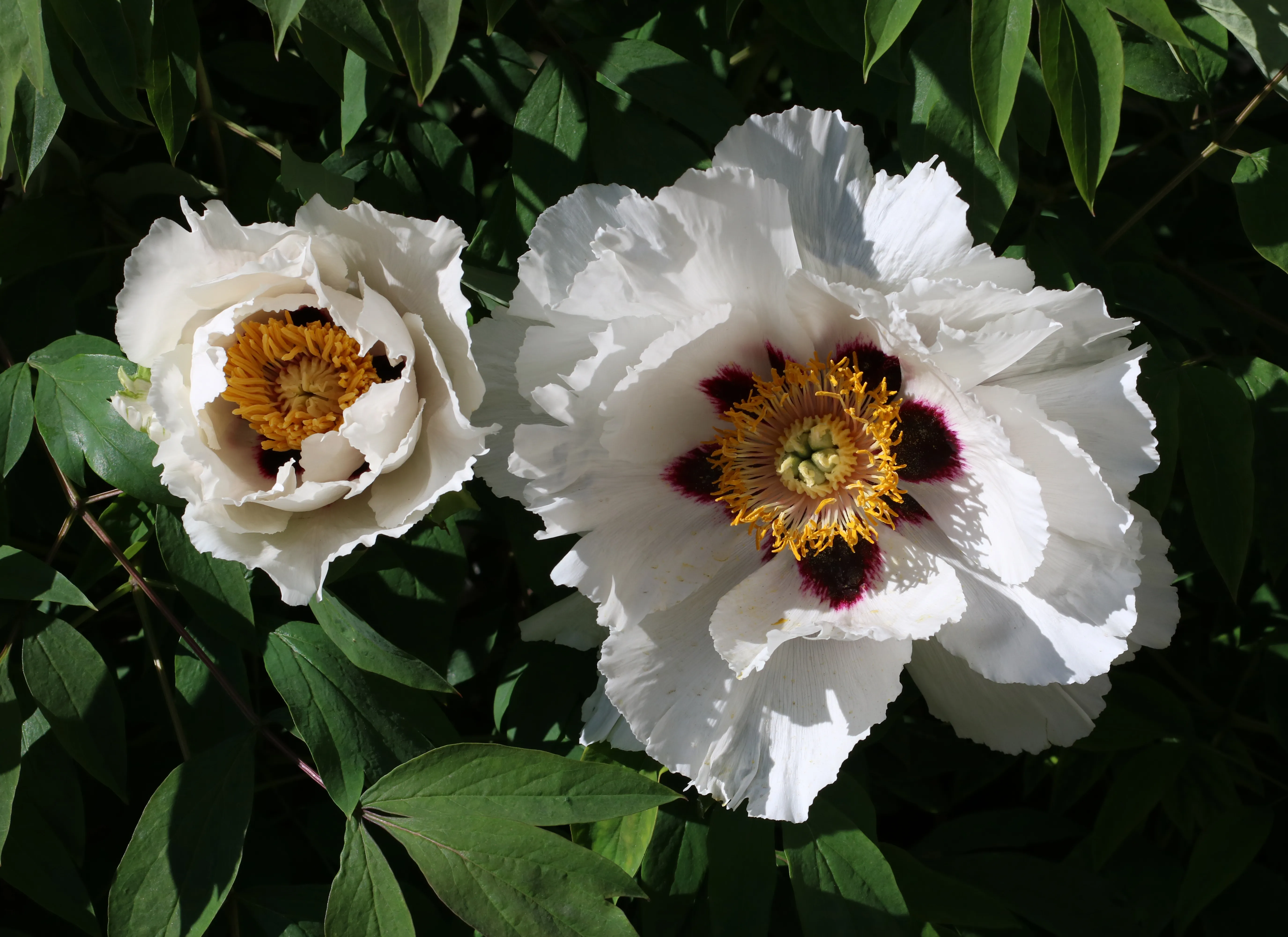 Японские благовония Peony Tree (OEDO-KOH) Пионовое дерево – купить за 4 руб. в Ганготри