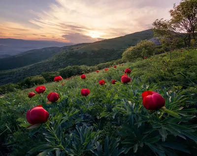 HD фото пионового дерева для дизайна