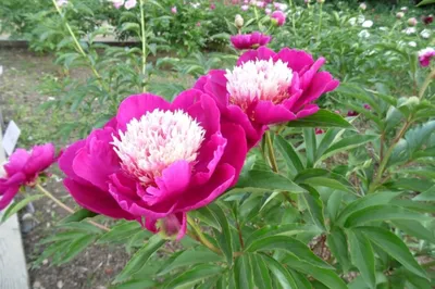 Фото пионовых кустов с вариантами цветов
