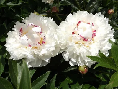 Пионы на клумбе: капли росы - Фотография в формате png, позволяющая запечатлеть каждую текстуру цветка