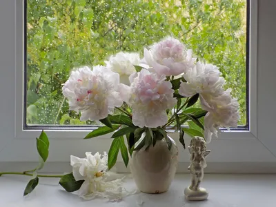 Прекрасные пионы на окне: скачайте фото в нужном формате