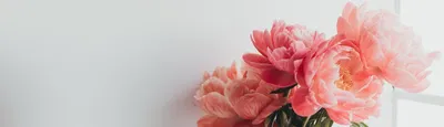 Уникальные изображения пионов: насладитесь этими прекрасными цветами