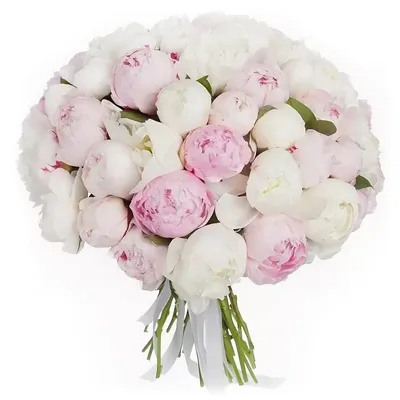 Розовые и белые пионы: изумительное воплощение красоты природы