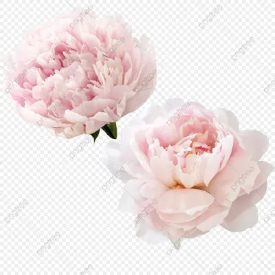 Розовые и белые пионы: восхитительные фотографии для вашего выбора