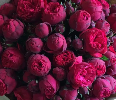Пионы розы: обои для вашего домашнего экрана