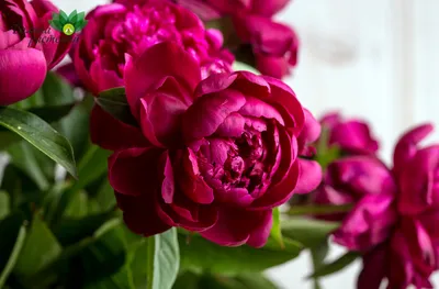 Красочные пионы садовые: скачайте изображение в формате webp для быстрой загрузки
