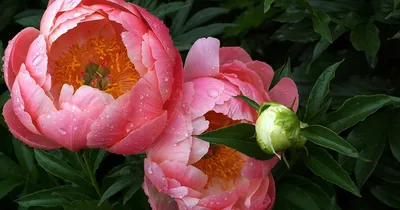 Прекрасные пионы садовые: скачайте изображение в формате webp для быстрой загрузки