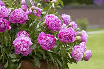 Красочные пионы садовые: выберите изображение и скачайте его как jpg