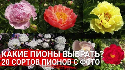 Фотографии пионов Уход в разных вариантах: выбирайте на своё усмотрение