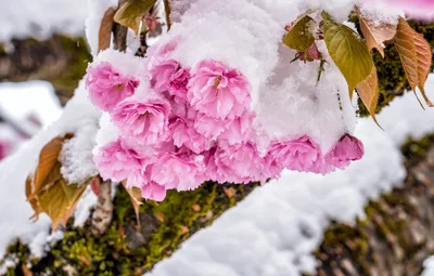 Фотография пионов в снегу: природа взяла кисти