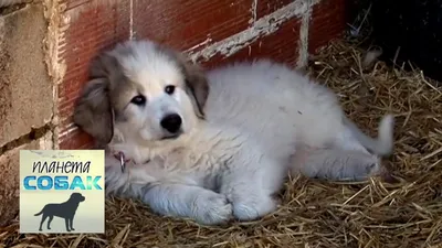 Картинки Пиренейской горной собаки: бесплатно скачать