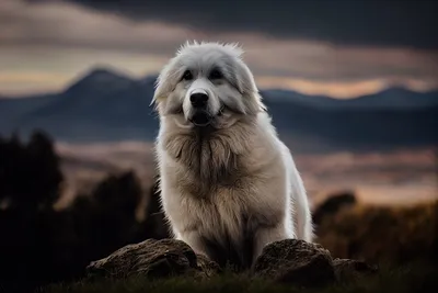 Изображения Пиренейской горной собаки: лучшие фотографии в коллекции
