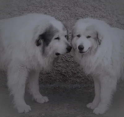Лучшие фотографии пиренейских горных собак