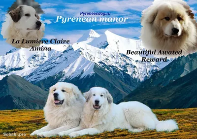 Фотографии пиренейских горных собак в разных форматах