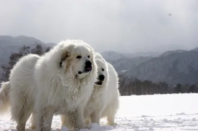 Картинки Пиренейской горной собаки: лучшие изображения