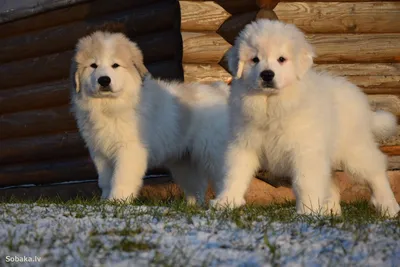 Пиренейские горные собаки на фотографиях с родословной