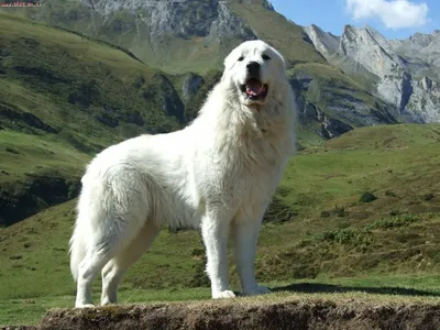 Пиренейские горные собаки на фотографиях с разных ракурсов
