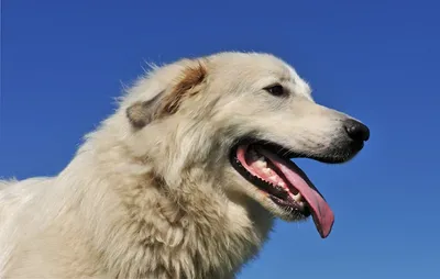 Фотографии пиренейских горных собак с другими животными