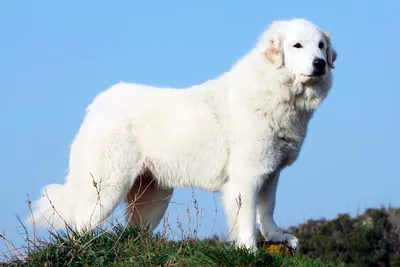 Снимки Пиренейской овчарки в разных размерах: маленькие, средние, большие