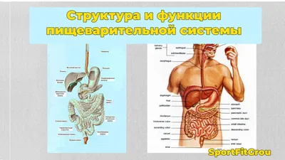 Интерактивные изображения пищеварительных органов человека