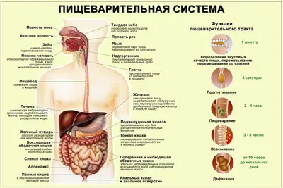 Лучшие ракурсы: Скачивание PNG схемы пищеварительной системы