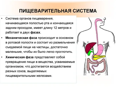 Подробные изображения: Живот в анатомическом разрезе