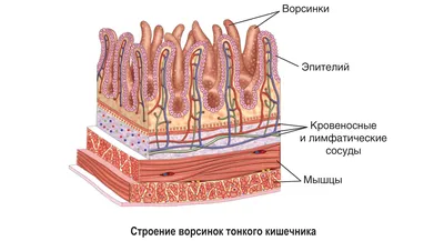 Визуализация жизненных процессов: WebP изображение пищеварительной системы