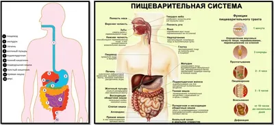 Анатомический мир: Интерактивные картинки пищеварительных органов человека