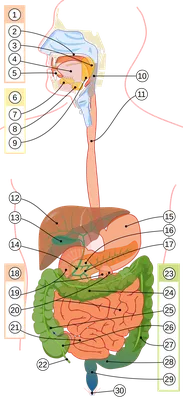 Фото пищеварительной системы: Скачивание PNG с прозрачным фоном