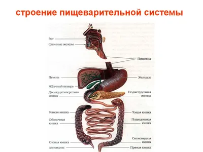 Интерактивная карта органов пищеварения человека