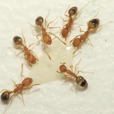 Пищевые муравьи  фото