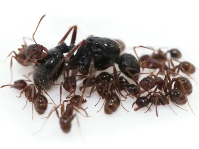 Впечатляющие снимки муравьев, ищущих пищу