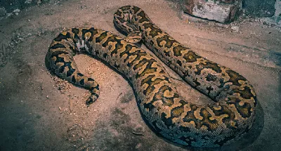 Фото питона змеи с эффектом негатива
