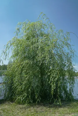 Сила и уязвимость: Плакучая ива дерево на фото