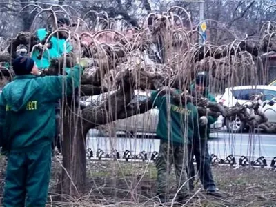 Тихие свидетели времени: фото плакучих деревьев, воплощающих историю