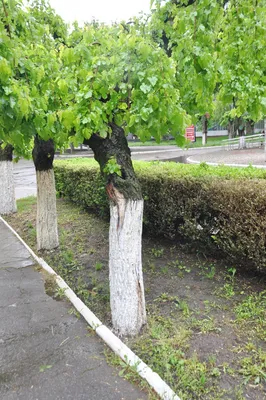 Поцелуй неба: Потрясающее плакучее дерево среди облаков