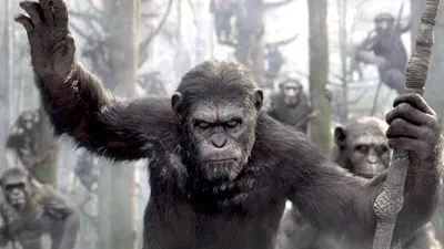Портреты эволюции: обезьяны на фото в период революции