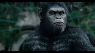 Фотообои Планета обезьян революция в Full HD качестве