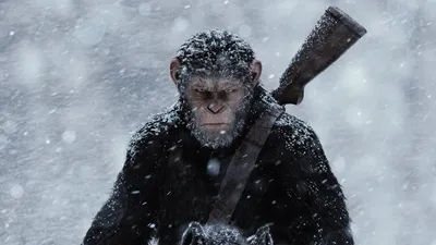 За кулисами битвы: Уникальные снимки обезьян в процессе съемок