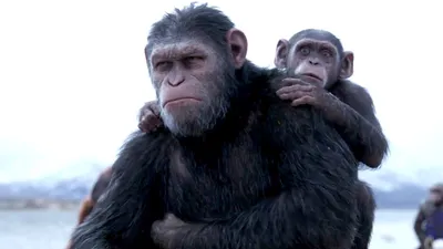 Эпические обои: Планета обезьян в 4K разрешении