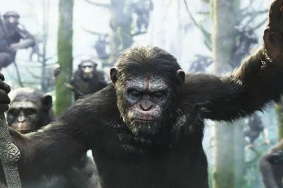 Рисунки с военными обезьянами: Full HD коллекция 2024 года
