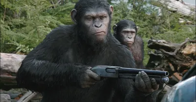 Эмоциональные обезьяны в битве: Фоновые рисунки в 4K качестве